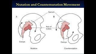 Nutation and Counter Nutation Of The Sacrum Iliac Joint