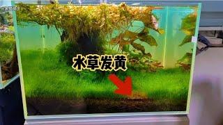 你遇到过这种水草发黄的情况吗？可能大多数人不知道怎么回事……！