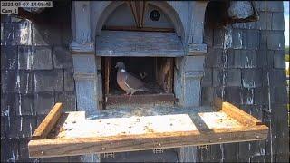 Dove climbed to the falcon and pecked it, and then lay down at the entrance/Наглость второе счастье