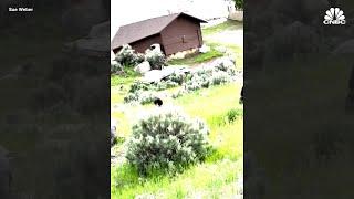 Historic rainfall and flooding hits Gardiner, Montana - Shutting down Yellowstone National Park