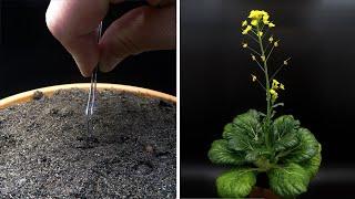 Growing Bok Choy Time Lapse - Seed To Flower in 62 Days