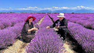 We Collected Lavender and Cooked Delicious Traditional Pastries! Wonderful Life in the Village