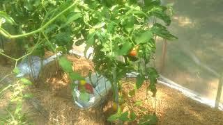 Blight free heirloom tomatoes