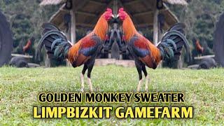 GOLDEN MONKEY SWEATER - MARK LIM - VISIT BIG FARM & QUALITY GAMEFOWL IN THE PHILIPPINES