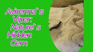 AVICENNA`S  VIPER :  NATURE`S  HIDDEN  GEM