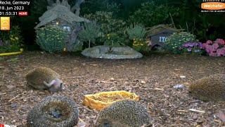 @NatureTec  the old Itchy make clear who's boss and then have a good scratch  4 hedgehogs to see