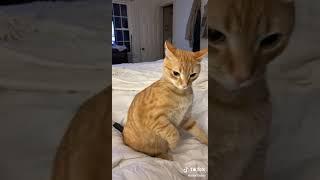 Ratchet Cat attacks owner 