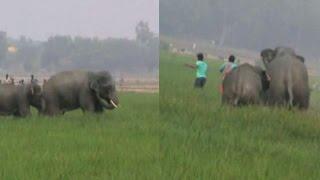 Wild elephants run amok in Burdwan, attack villagers