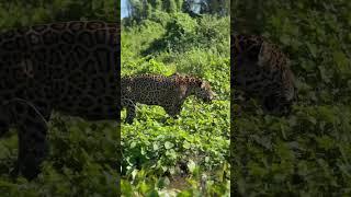 A big male #jaguar in the Brazilian #pantanal #journeywithjaguars