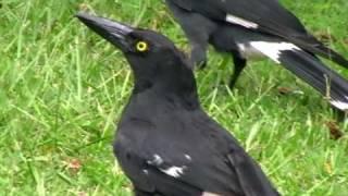 Baby currawong