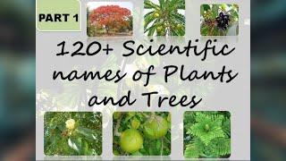 120+ Scientific names of common trees and plants | Part 1 | The Big Bio Theory