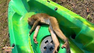 Monkey Kaka lying on the boat sunbathing looks so funny