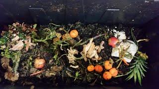 Why I started my home worm bins - And a microscopic view of vermicompost