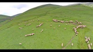 Ordu perşembe yaylası