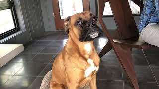 Boxer dog talks back to owners demands cheese