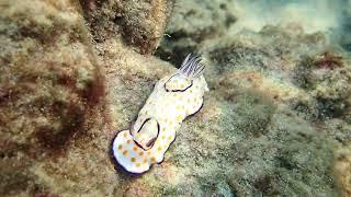 Голожаберный моллюск Goniobranchus annulatus у побережья Израиля