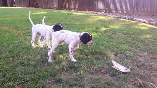 English Setter Training - Mac and Floyd at 3 months