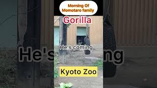 Take a walk with Gorilla Life | Momotaro Family | Kyoto Zoo⭐️ゴリラライフ散歩.モモタロウ家族.京都市動物園 #shorts