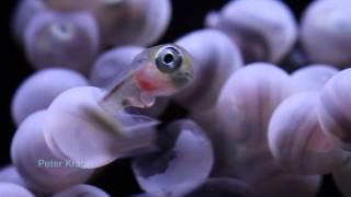 Wolf eel eggs hatching and baby wolf eels