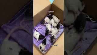 The Babies Are Confused
