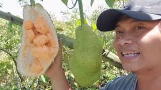 MANISNYA CEMPEDAK KING DARI MALAYSIA || JURAGAN 33 #cempedakking #jackfruit