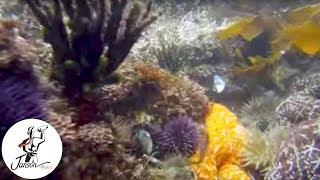 Life in a Tide Pool - Series Trailer