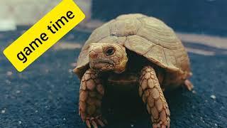 Turtle Diary