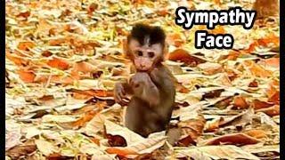 So Sympathy Small Baby Alba Stay Alone Waiting Food And Mum Milk|Alba Make Very Cute Act To Aks Milk