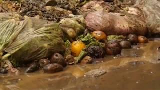 Food Waste - by Curiosity Quest