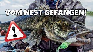 LAICHZANDER vom Nest gezogen  | Das Aus für den Zander  | Bedrohung für die Fortpflanzung [Doku]