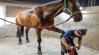 Horse Hoof Restoration in Taiwan, Horseshoe Forging and Fitting - Taiwan Farrier / 馬蹄修復達人、馬蹄鐵鍛造與安裝過程