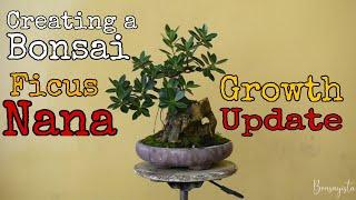 Growth Update || Ficus Nana Bonsai || Root over Rock