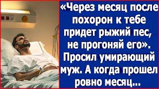 Ровно через месяц после моих похорон к тебе придет рыжий пес, впусти его. Просил умирающий муж.