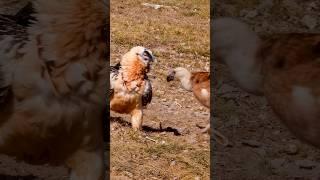 Battle of the Beaks!  Vulture vs Bearded Vulture Face-Off! #birds#deadliest #wildwonders