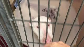 Phreeza: 1y White Neutered male Bull Terrier