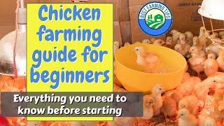 Chicken farming guide for beginners: Everything you need to know before starting