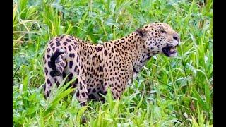 Saving Jaguars Trailer FINAL   HD 1080p