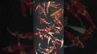 This is the Most Amazing Collection of Japanese Koi in America! (where to buy koi) #shorts