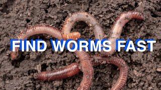 How To Find Worms For Fishing-Quick And Easy