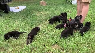 A huge litter of German Shepherds puppies for sale SC | so adorable!