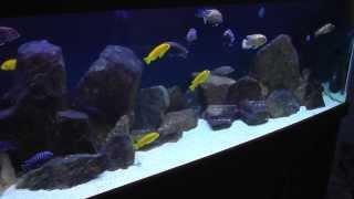 African Cichlid Aquarium - Mbuna - African Cichlid Hub