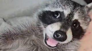 Special needs raccoon is so loving to mom