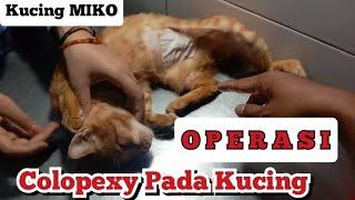 OPERASI COLOPEXY PADA KUCING PROLAPS SUDAH BERJALAN DENGAN BAIK