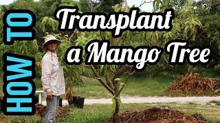 HOW TO Transplant a Mango Tree