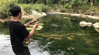 Ratusan Hampala Bersarang di Sungai Jernih‼️