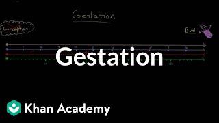 Gestation | Behavior | MCAT | Khan Academy