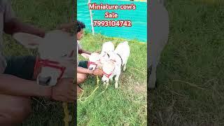 Miniature punganur cow's sale 7993104742