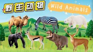 野生动物2（相对温顺的）| WILD ANIMALS | Learn Wild Animals in Chinese|中文加油站GG