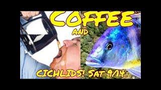 Coffee and Cichlids - All Things Fish Keeping with Ben Ochart