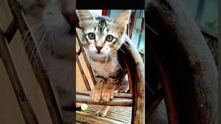 Kitten playing / Cat Naughtiness #kitten #funnyvideo #naughtypets #funnycatvideos #cat #pets #shorts